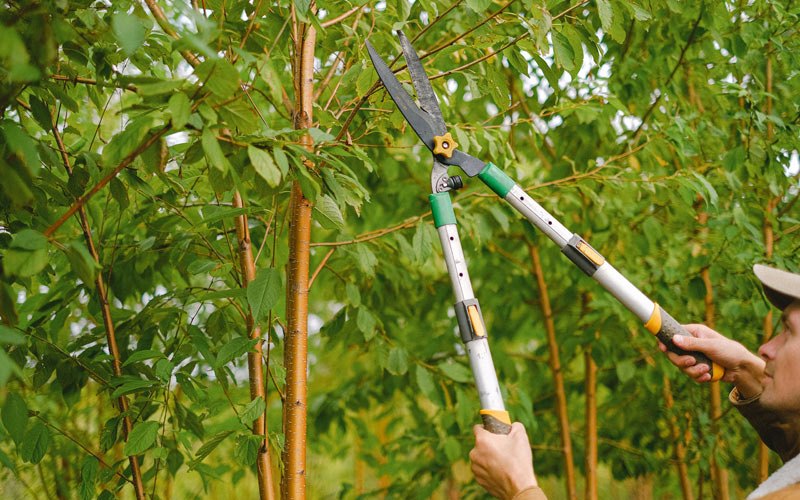 Tree trimming in Bakersfield, VT