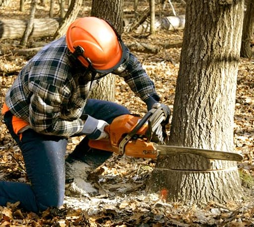 Tree Removal in Bakersfield, VT